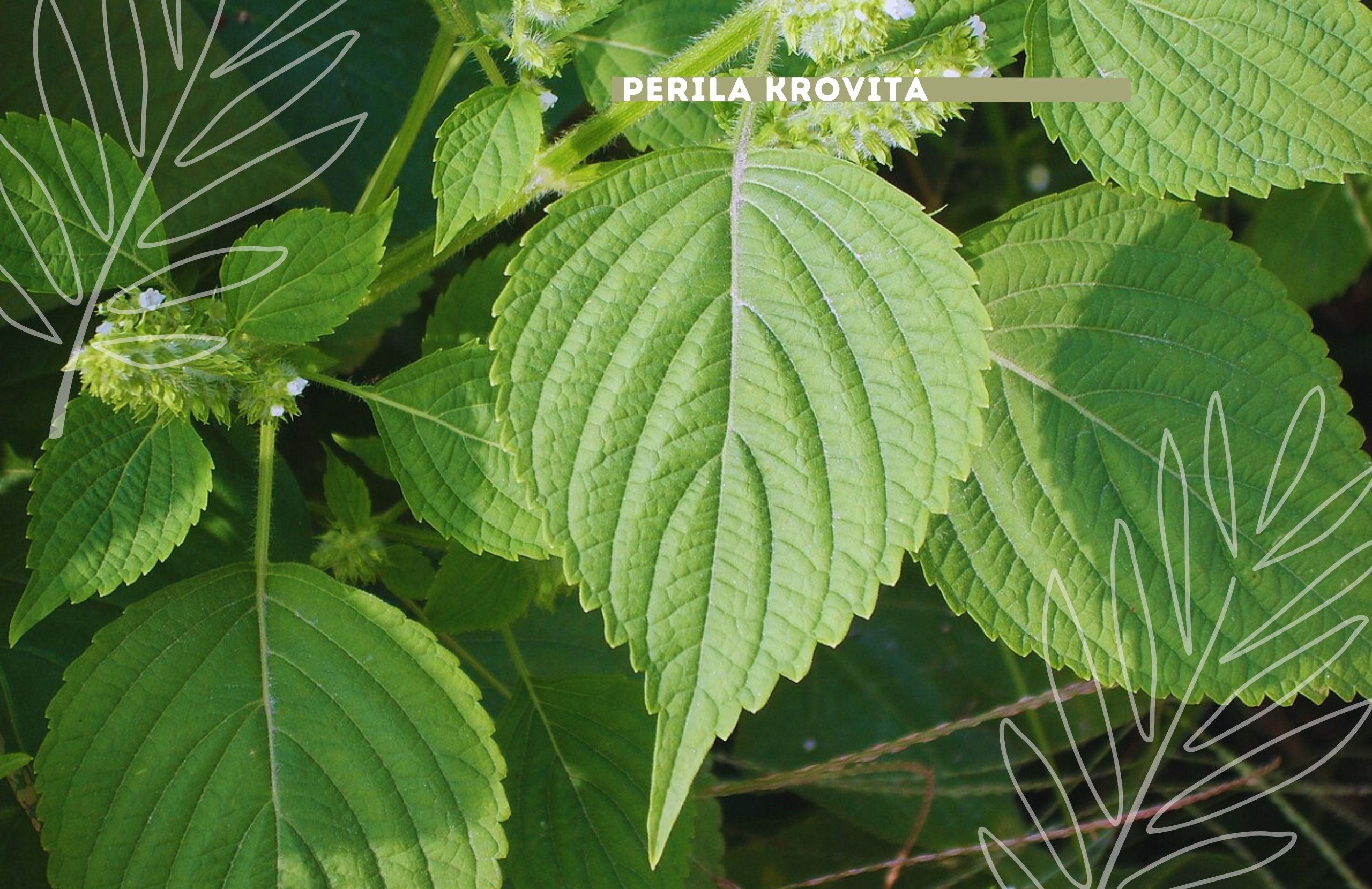 Perila krovitá - obsahuje účinné látky proti alergickým reakciám