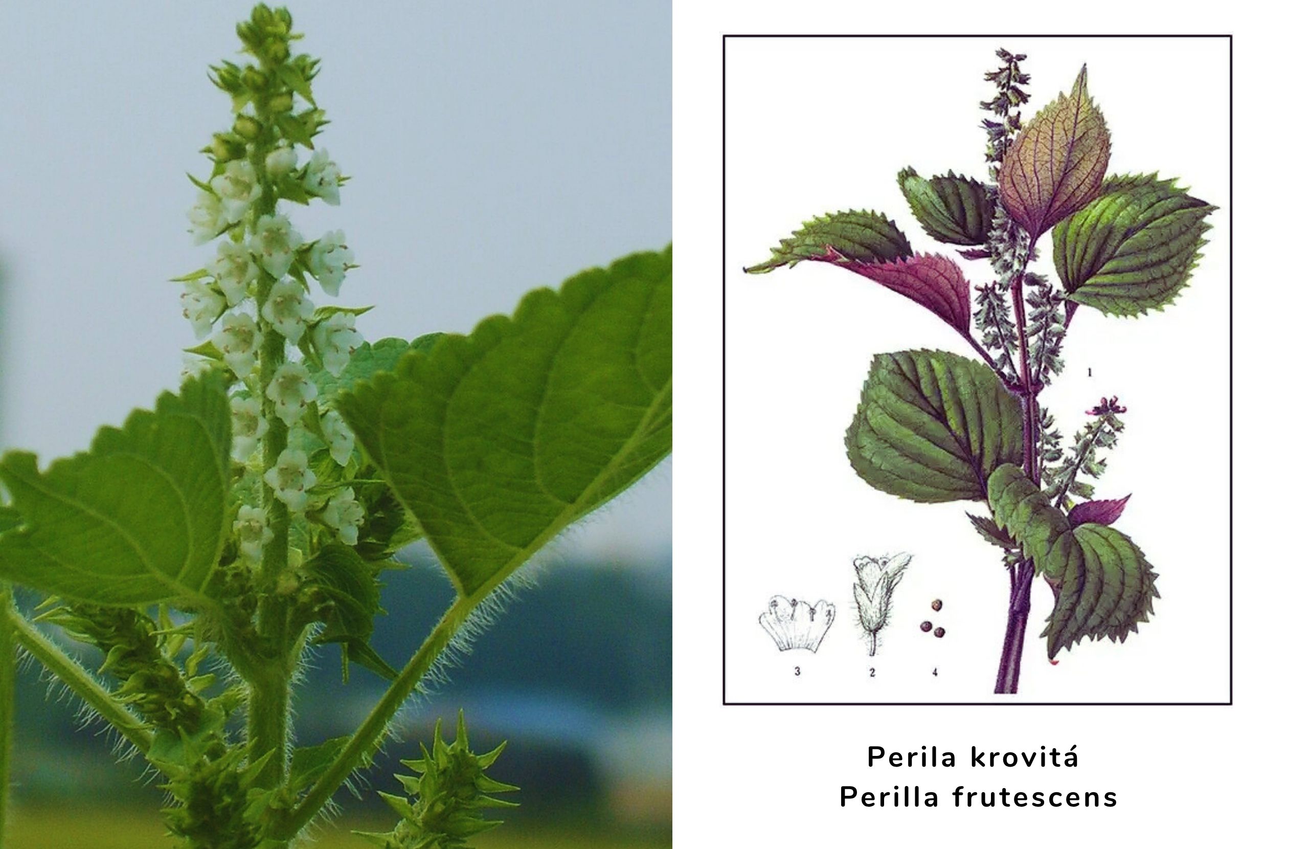Perila krovitá - Perilla frutescens - ako vyzerá táto liečivá rastlina
