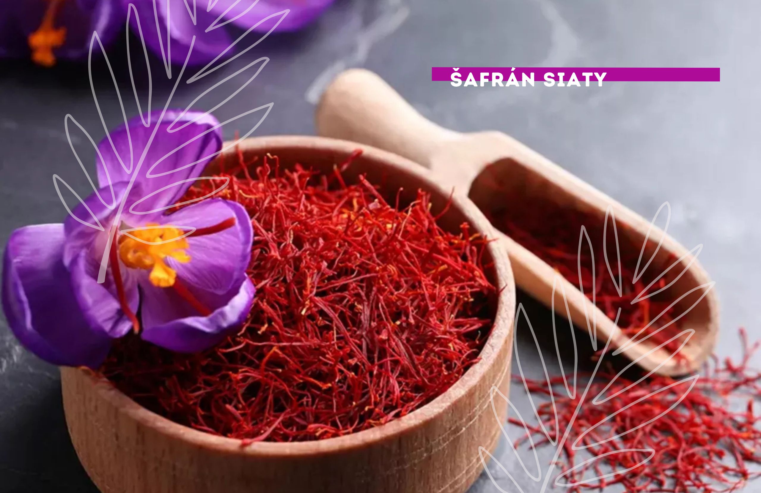 šafrán siaty liečivá rastlina