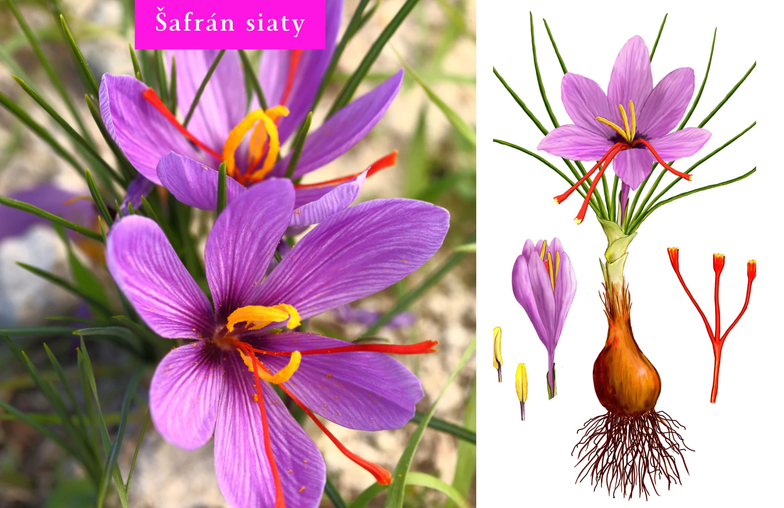 liečivé byliny proti stresu - šafrán siaty