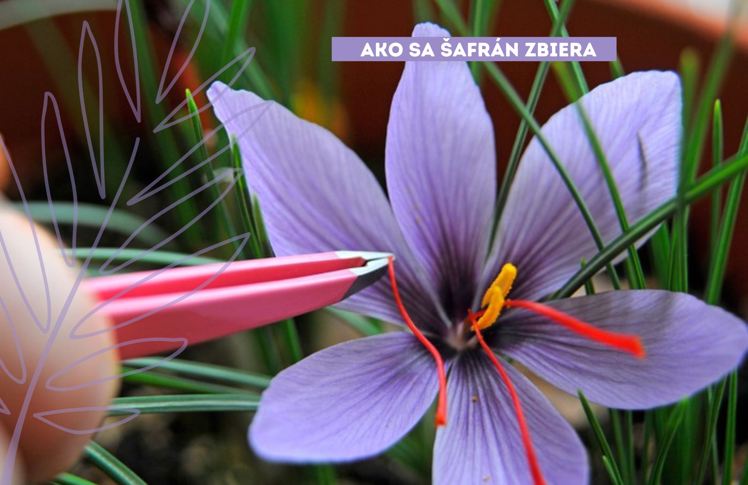 ako sa zbierajú tyčinky zo šafránu